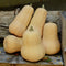 Group front view of Waltham butternut squash showcasing smooth tan skin and elongated bottle shape on a weathered wooden crate
