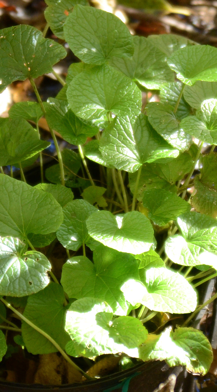 Close-up of green leafy wasabi plants with sunlight filtering through.