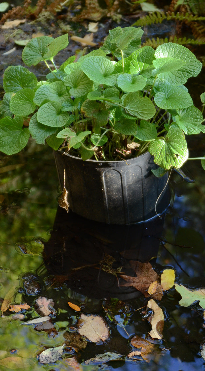 Potted wasabi plant in a pond with green leaves and a dark pot.