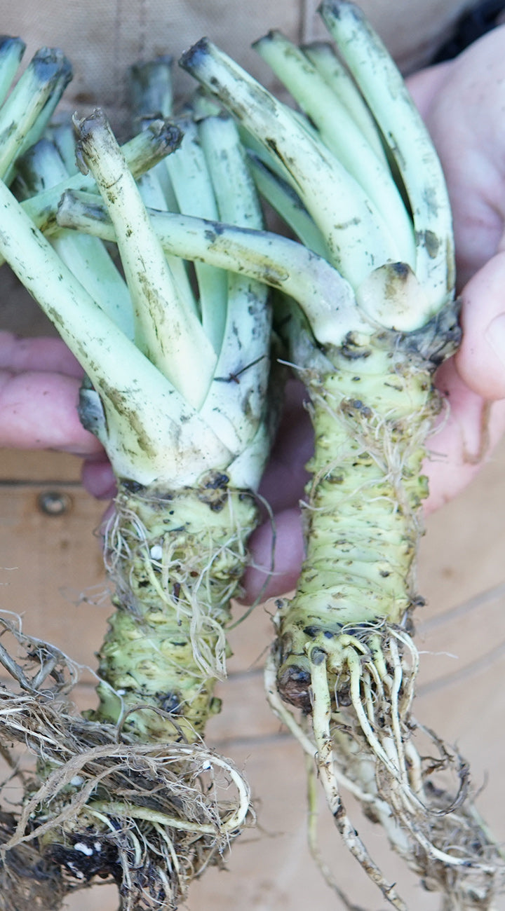 Two green wasabi roots held by hands against a wooden background