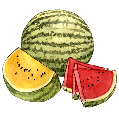 Decorative illustration of a whole watermelon and two slices on a white background