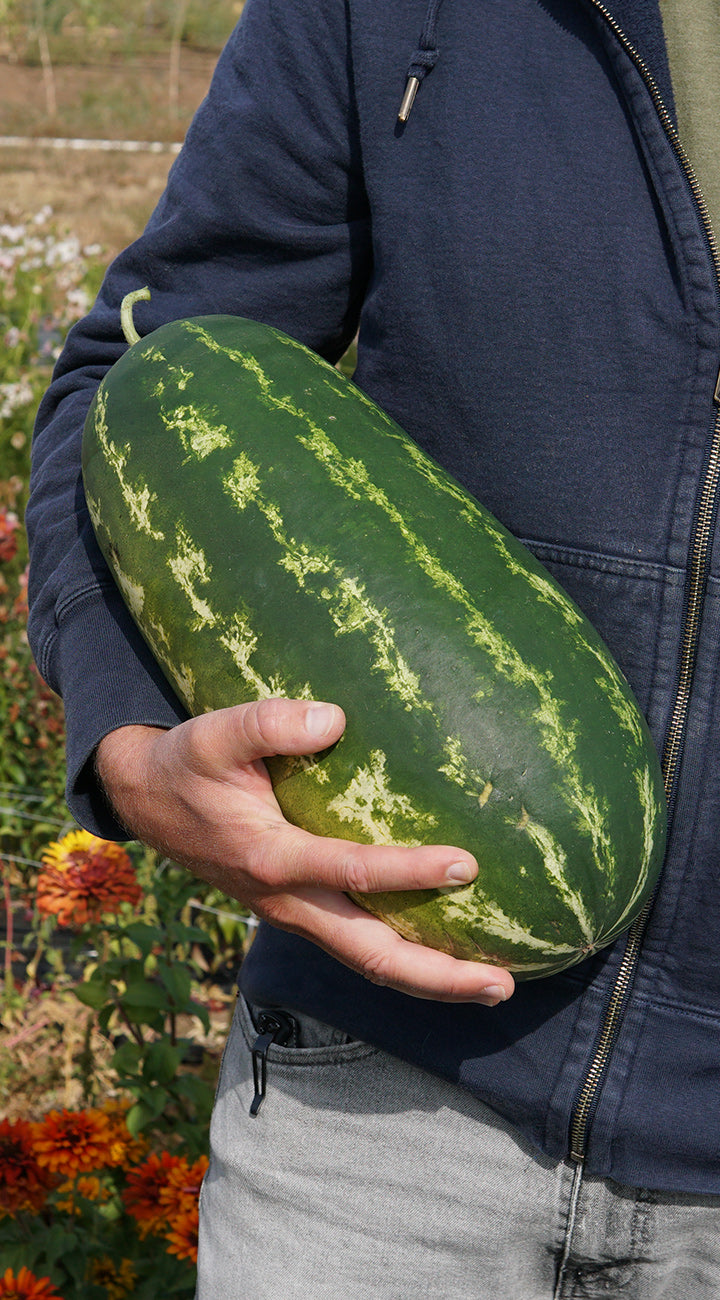 Person holding a large green watermelon outdoors with flowers in the background