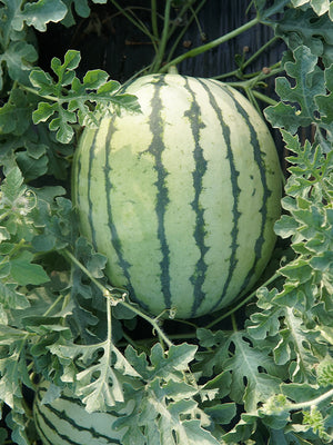 Watermelon growing on a vine with green leaves