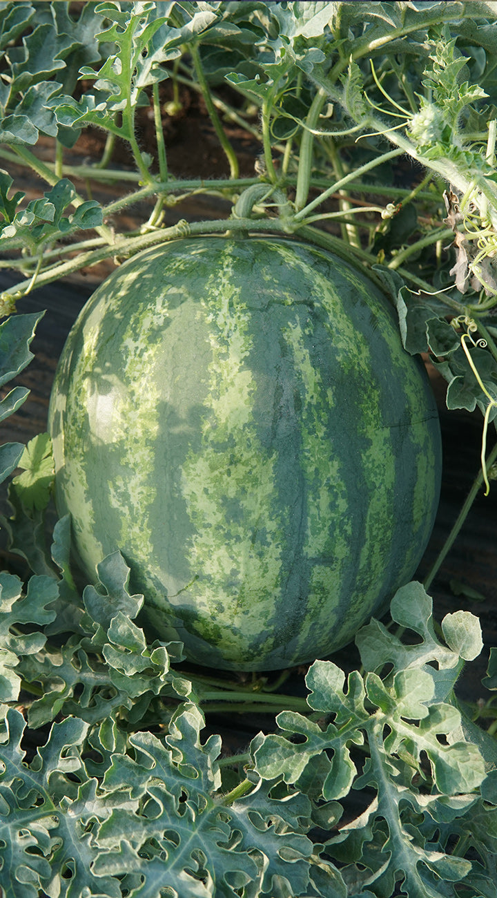 Ripe watermelon growing on a vine with green leaves