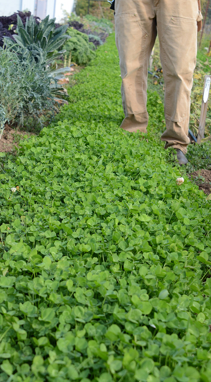 Person standing on a dense mat of microclover used as a low-growing lawn between garden beds