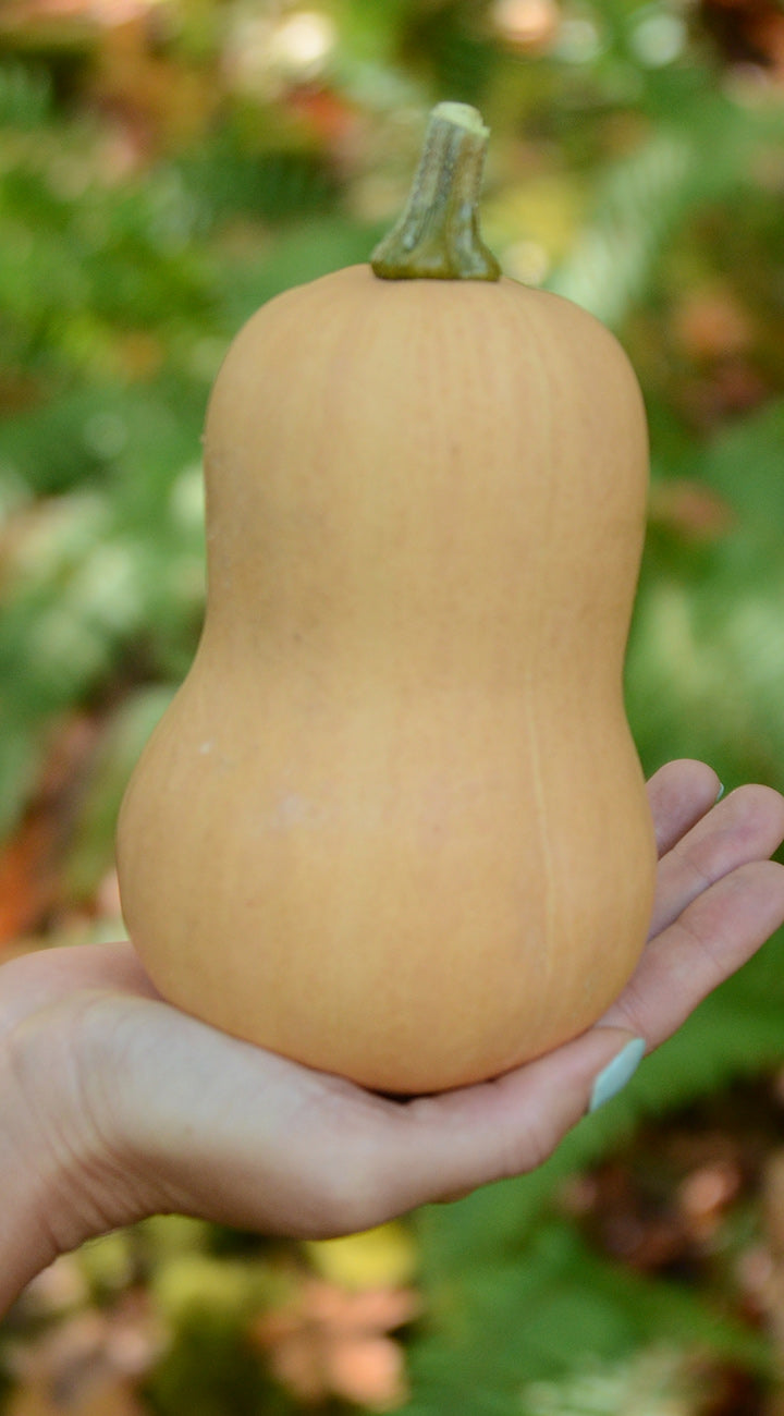 Hand holding a butternut squash with a blurred green background