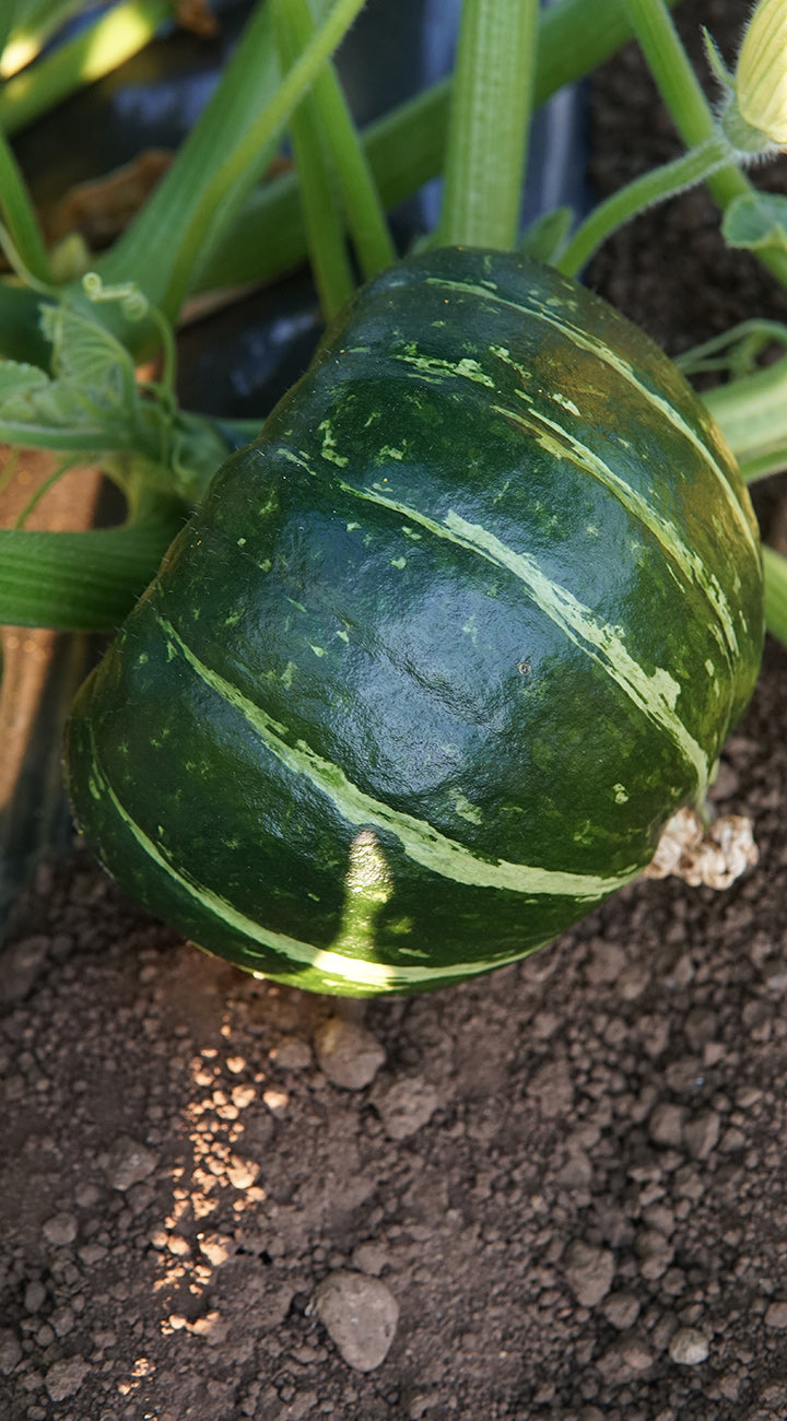 Green winter squash growing on a vine with soil and leaves in the background