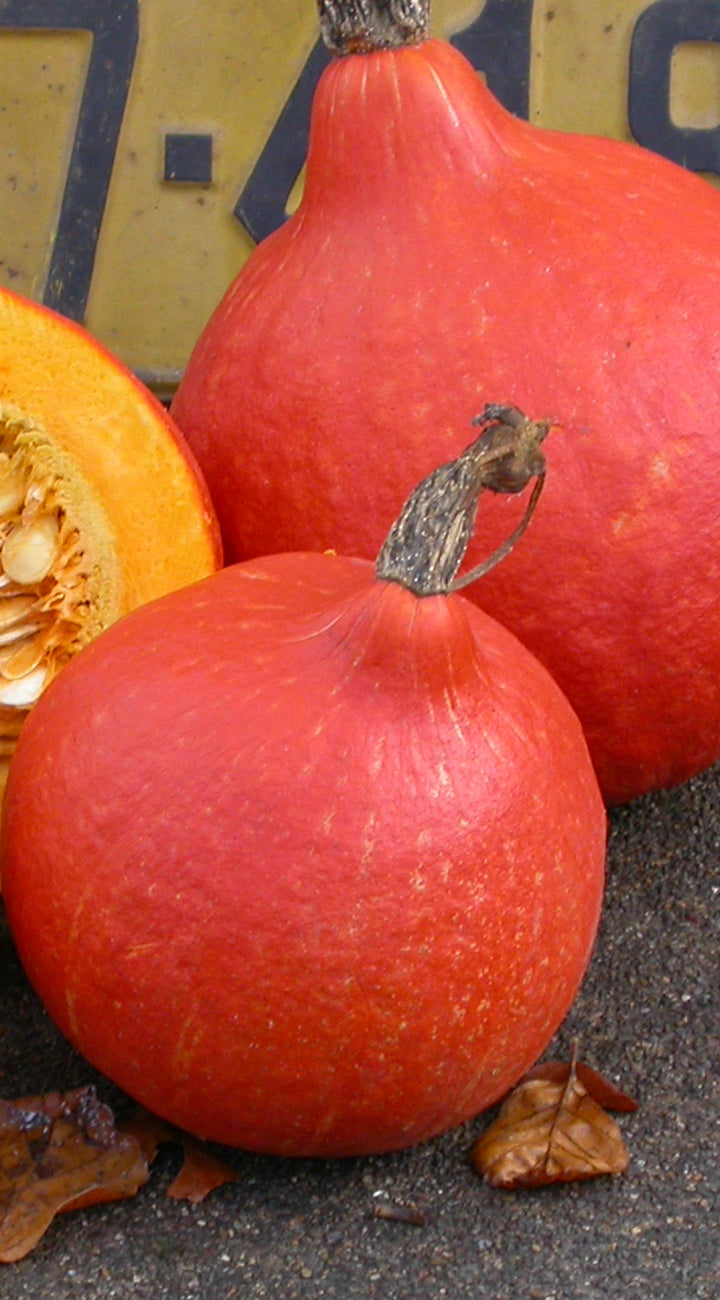 Two red winter squash with a blurred background