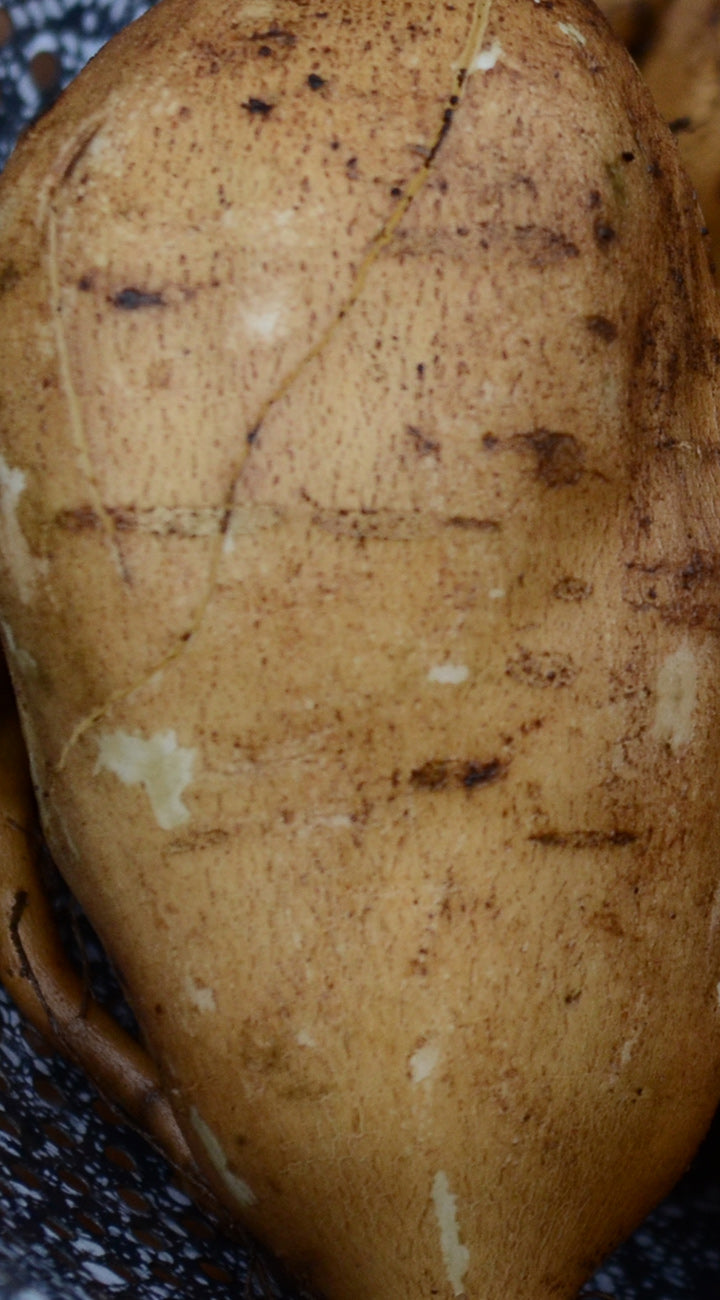 Close-up of a brown yacon with visible skin texture