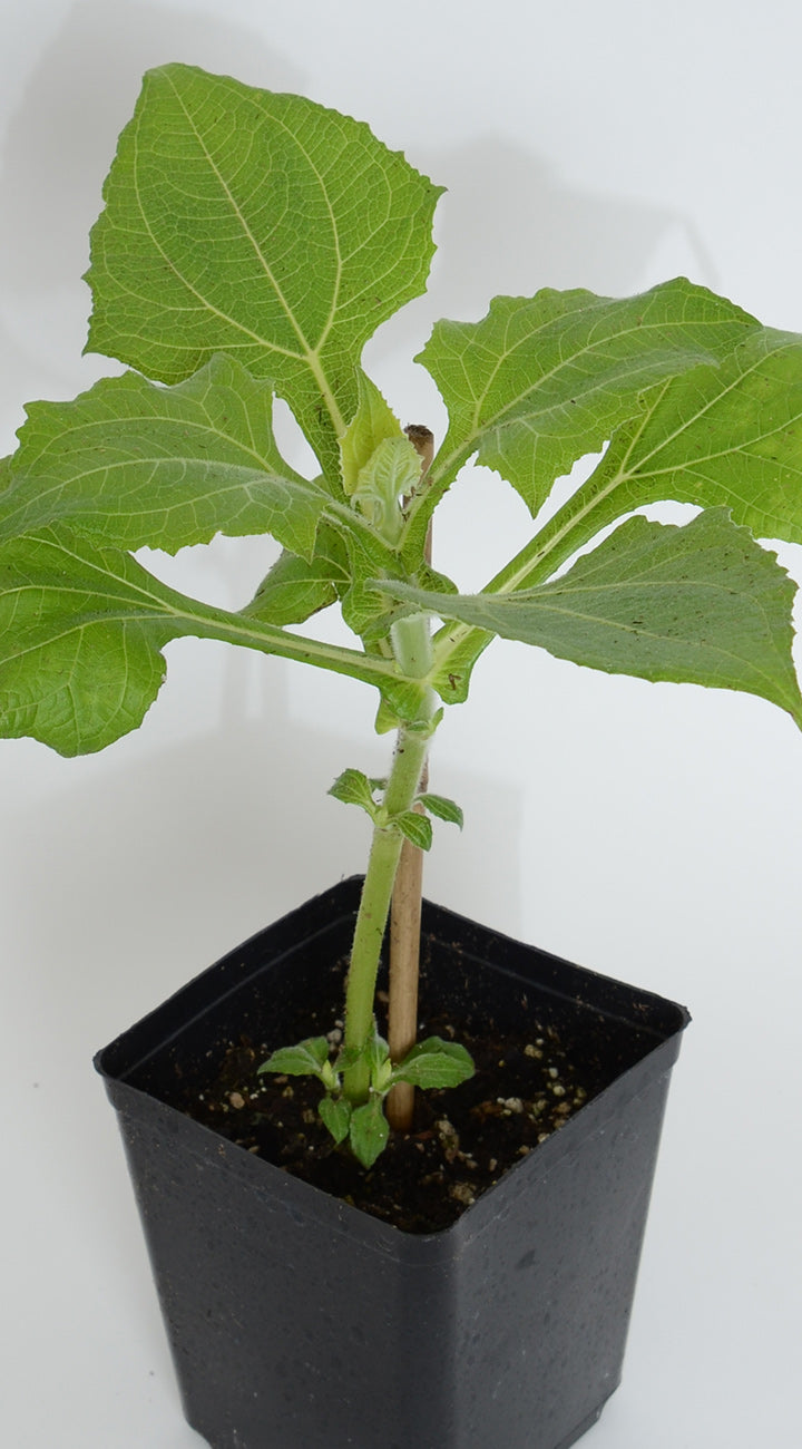 Small potted yacon plant with green leaves on a white background