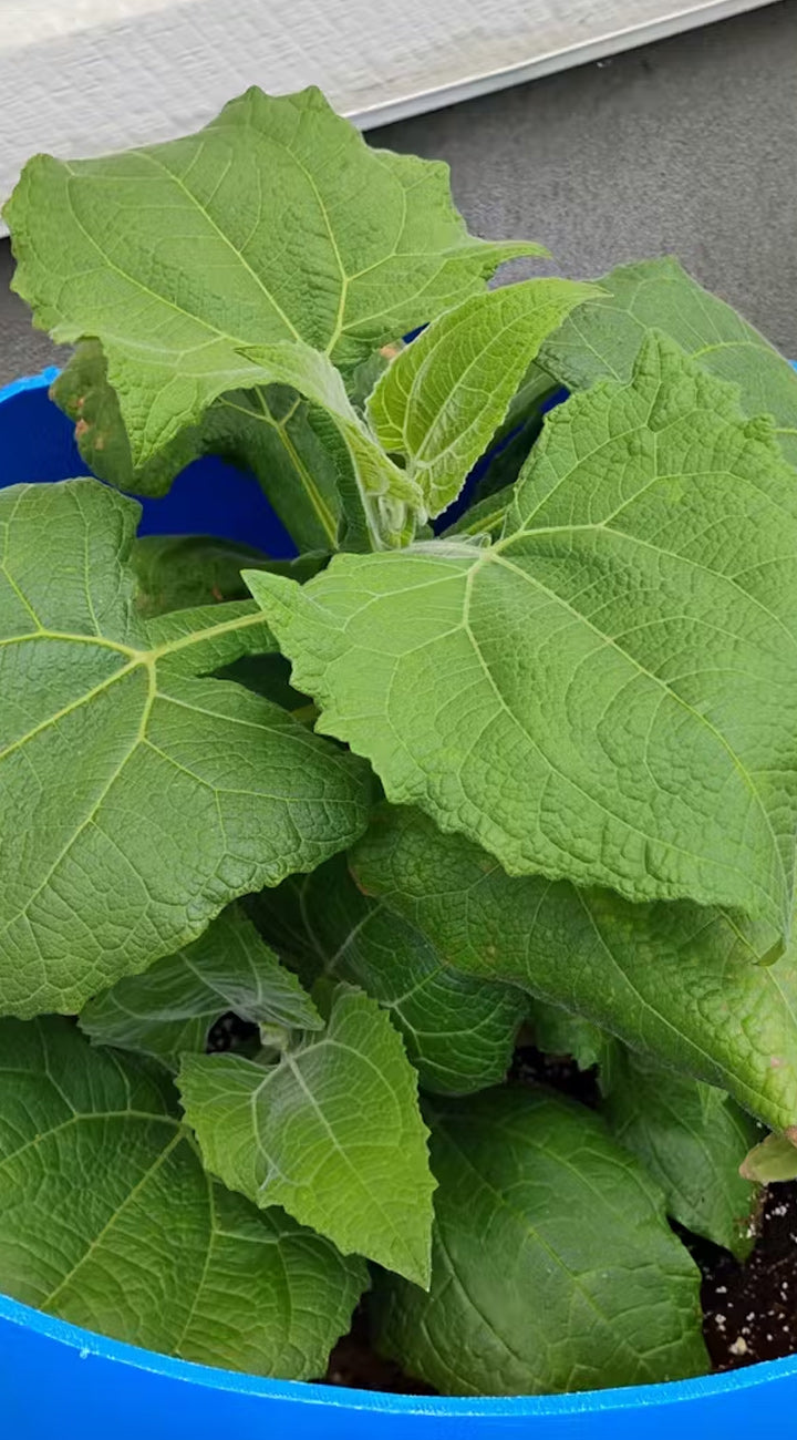 Green yacon leaves in a blue container on a gray surface