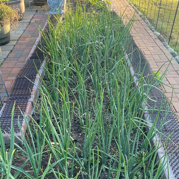 Yellow Sweet Spanish onion starts growing in a raised bed on a brick patio, customer photo