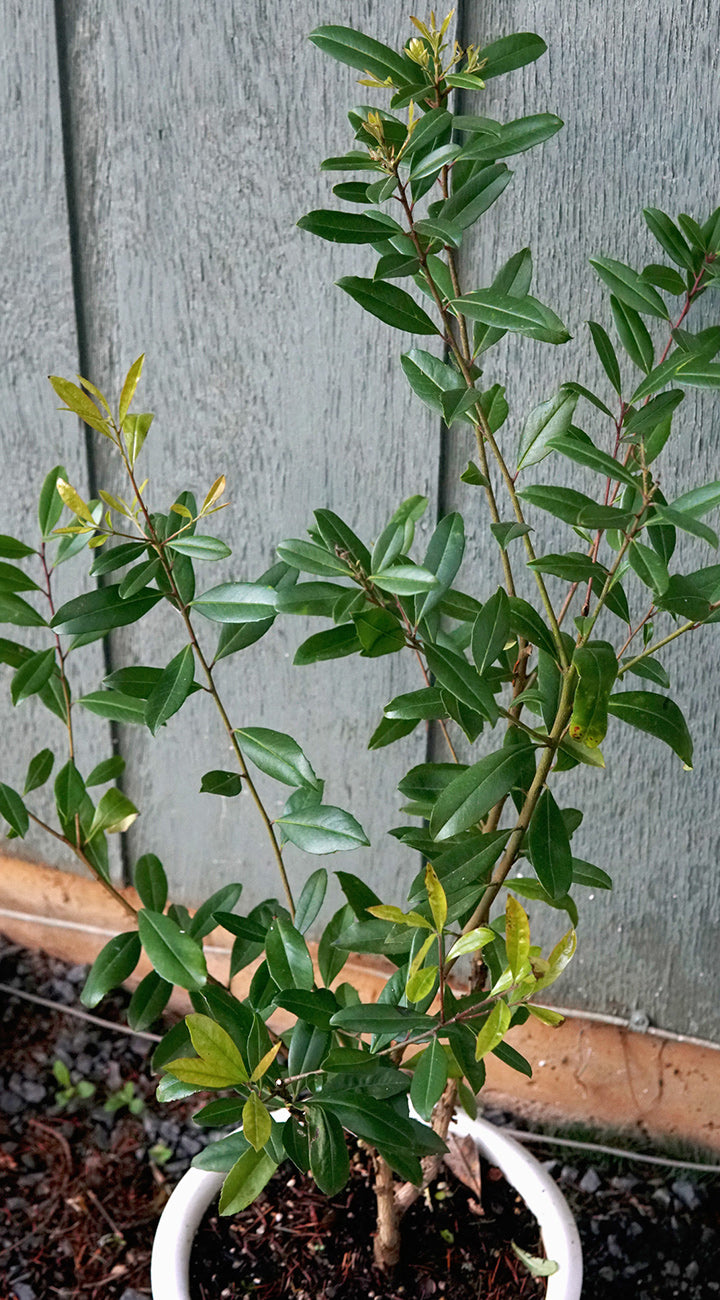 Potted yerba mate plant with green leaves against a wooden backgrounda