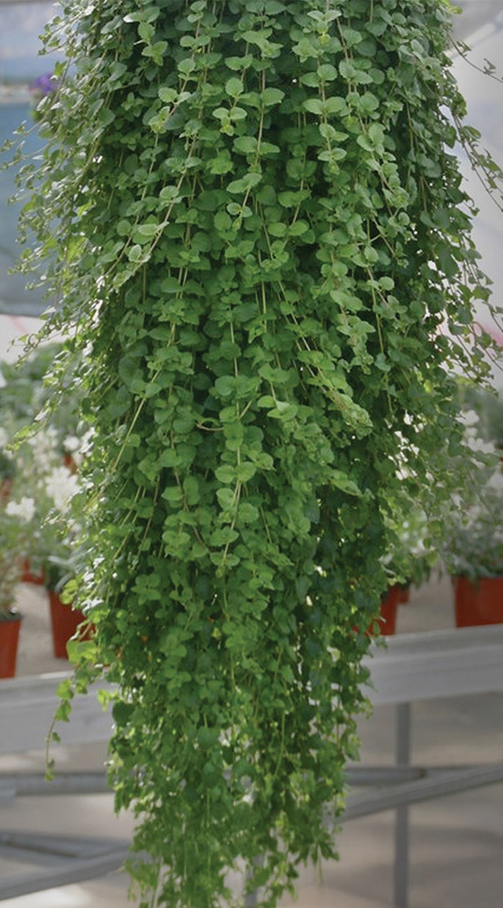 Hanging green yerba buena plant in a greenhouse setting