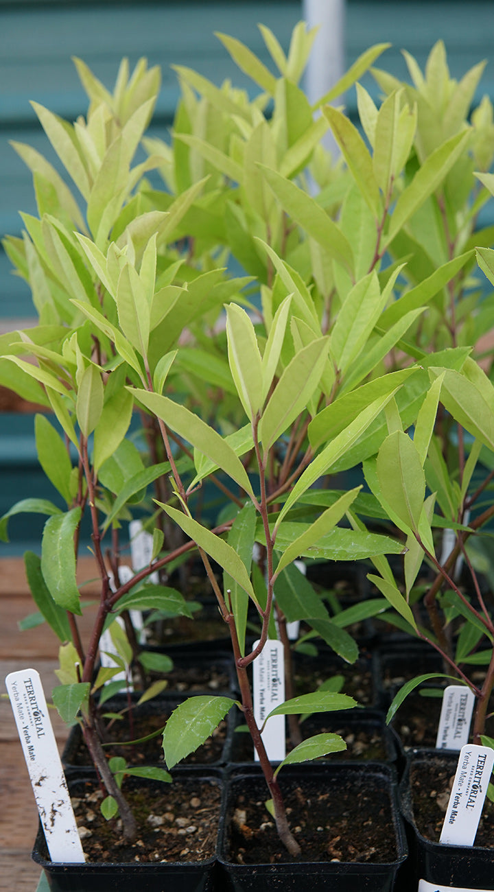 Young yerba mate plants in pots with labels against a blurred background