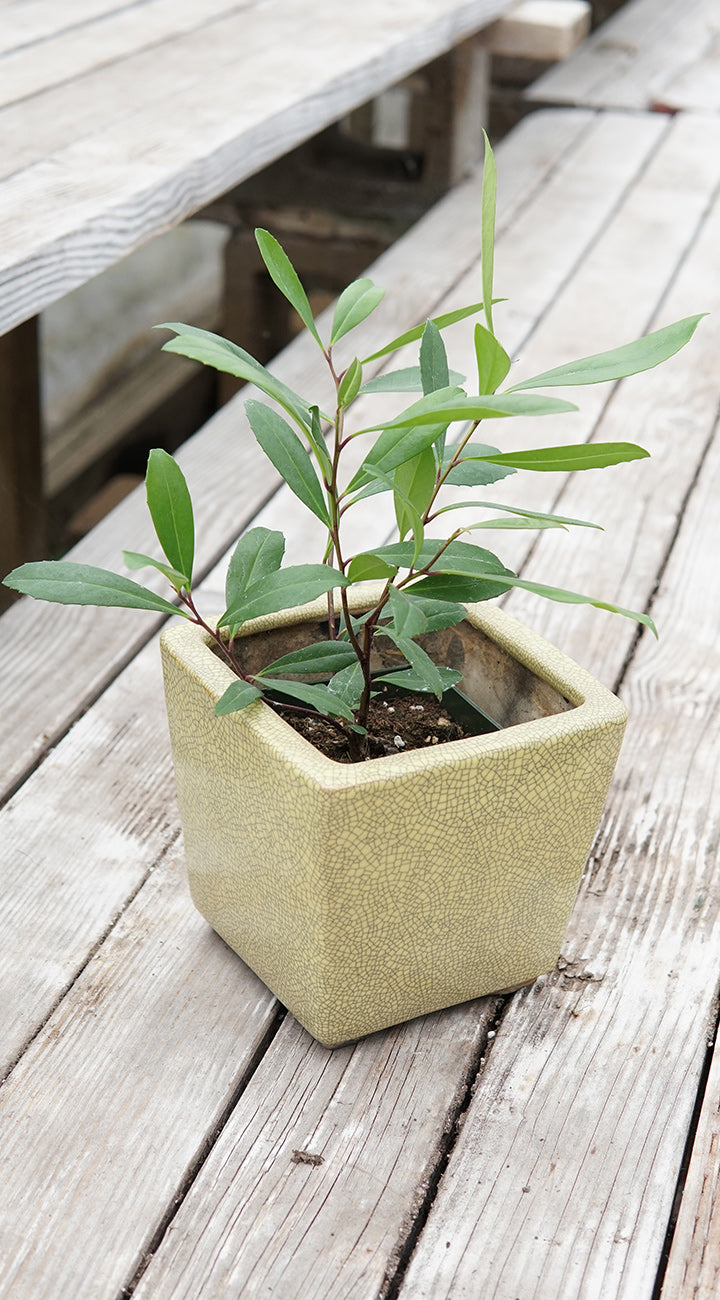 small potted yerba mate plant on deck