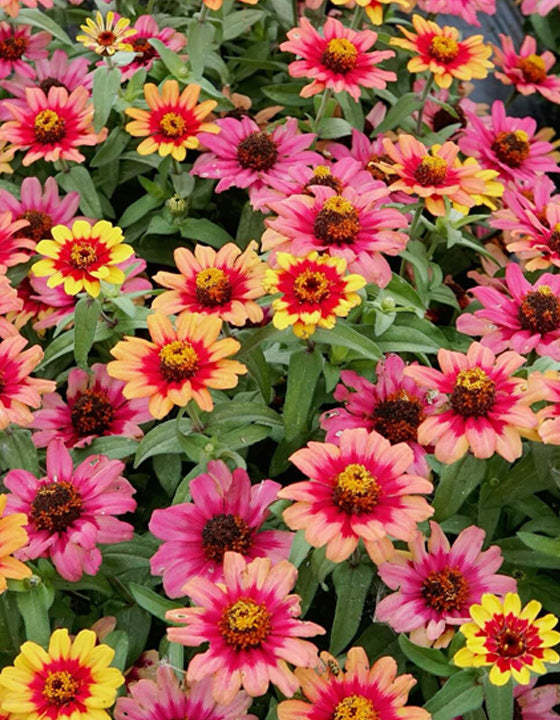 Close-up of colorful zinnia flowers with pink, yellow, and orange hues.
