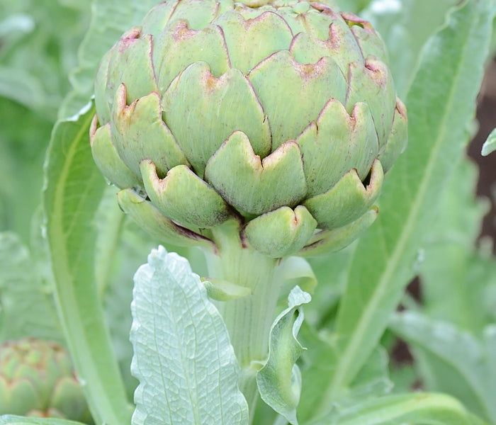 Close-up of Green Globe artichoke bud showcasing the green globe-shaped head and fuzzy silver-green leaves