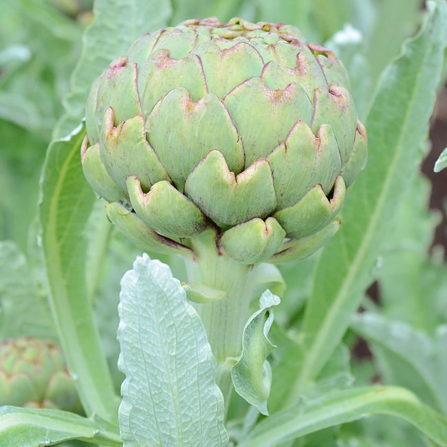 Close-up of Green Globe artichoke bud showcasing the green globe-shaped head and fuzzy silver-green leaves