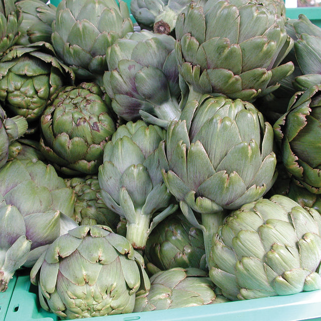Close-up of Green Globe artichoke head showing rounded globe shape and layered green bracts on white background