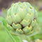 Close-up of Imperial Star artichoke bud showing globe-shaped nearly spineless glossy green bracts with blurred garden background