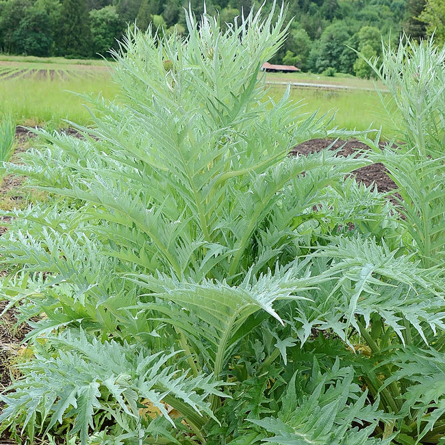 Front view of cardoon (artichoke thistle) plant showing tall silvery-green lobed stalks and large leaves