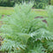 Front view of cardoon (artichoke thistle) plant showing tall silvery-green lobed stalks and large leaves