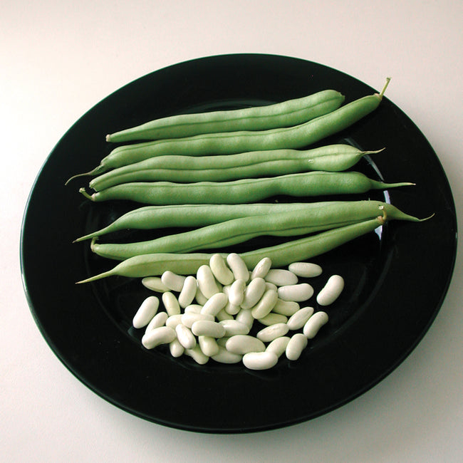 Top view of Venture Blue Lake bush beans showing long dark green pods and white seeds on a black plate