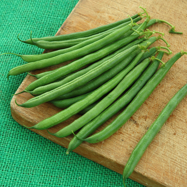 Close-up of Hickok snap bean pods showing straight deep green 6 inch pods on a wooden board
