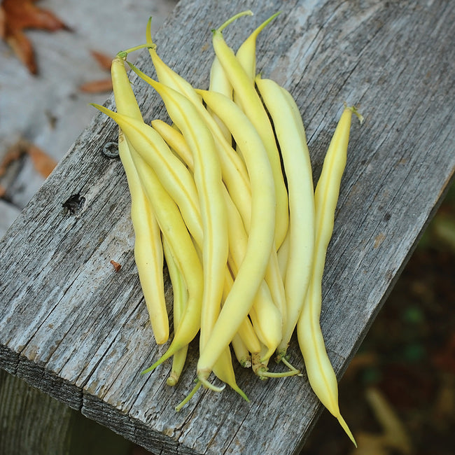 Close-up of Carson wax bean pods showcasing slender yellow pods on a weathered wood background
