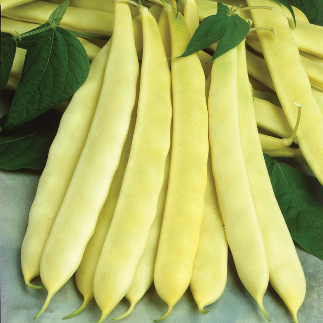 Front view of Capitano Romano bean pods showcasing bright yellow, stringless pods on green foliage background