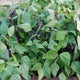 Close-up of Celine bush bean plants showcasing slender purple filet pods and green heart-shaped leaves in soil
