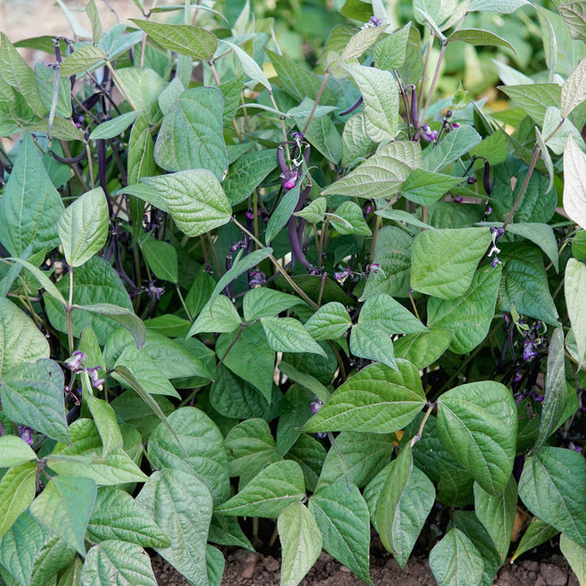 Close-up of Celine bush bean plants showcasing slender purple filet pods and green heart-shaped leaves in soil