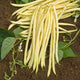 Top-down view of Monte Gusto yellow pole beans showing long golden yellow pods and green leaves on dark soil