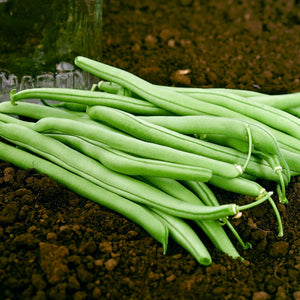 Close-up of Blue Lake Bush 274 green beans showcasing slender snap bean pods on dark garden soil