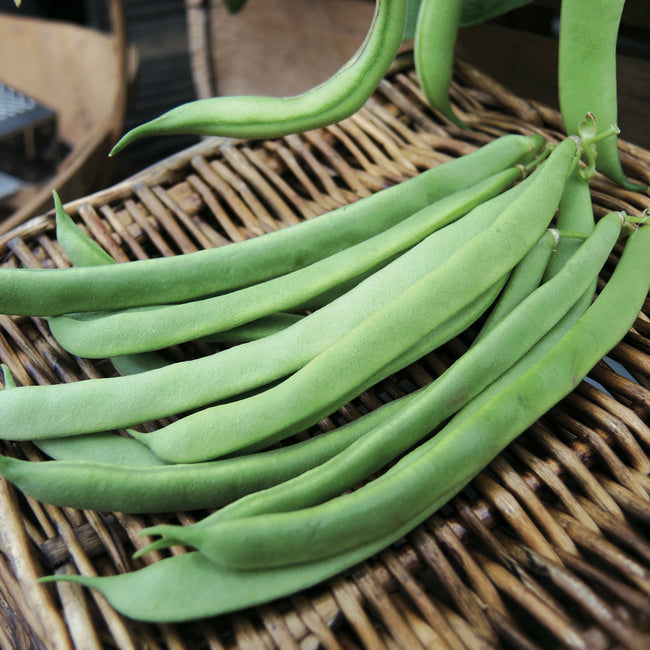 Close up of Kentucky Wonder snap beans showing flat, straight 6 to 8 inch silvery green pods on a woven basket background