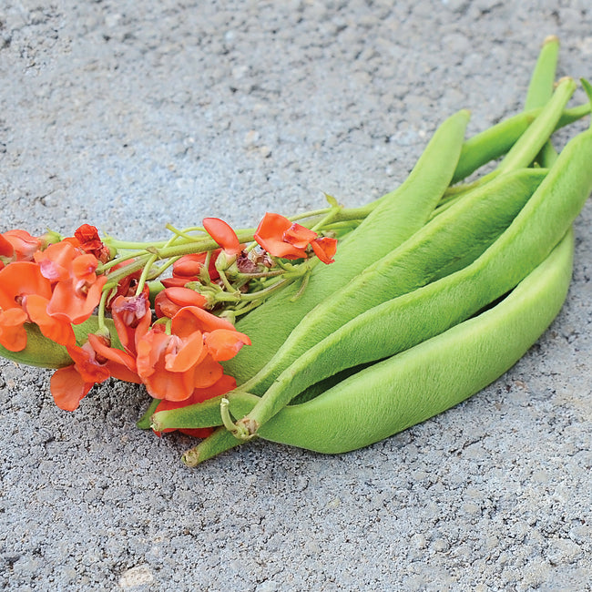 Close-up of Scarlet Emperor bean pods with scarlet-orange flowers showcasing plump, slightly fuzzy green pods on a gray textured surface