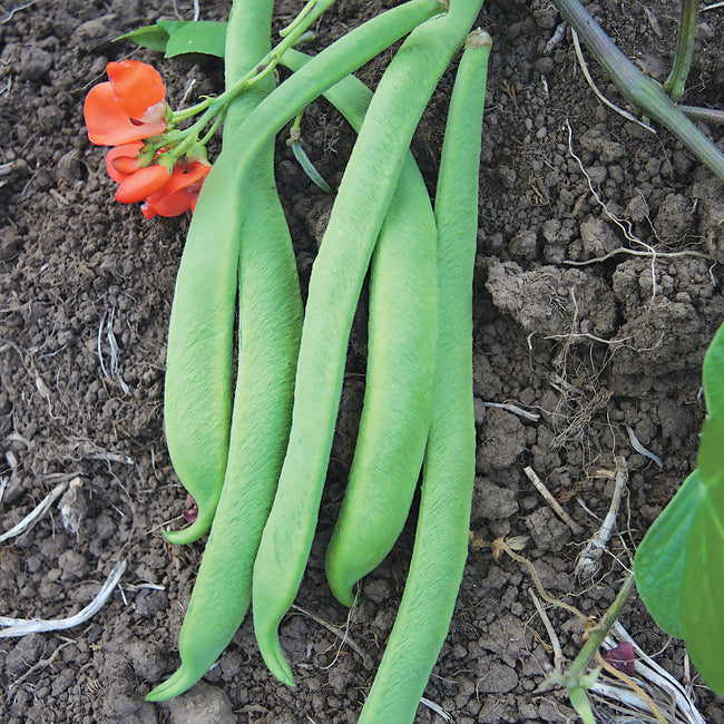Close-up of Scarlet Emperor bean pods and scarlet-orange flowers showcasing plump 6–8 inch green pods on garden soil