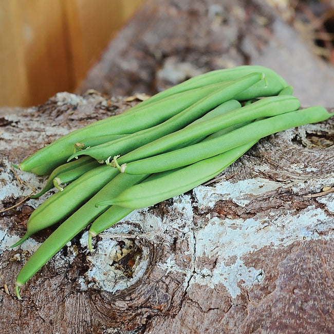 KENTUCKY BLUE-BEAN