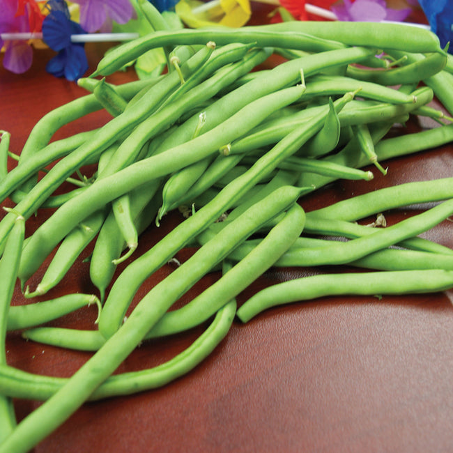 Close-up of Malibu green bean pods showcasing slender mint-green, stringless pods on a brown surface