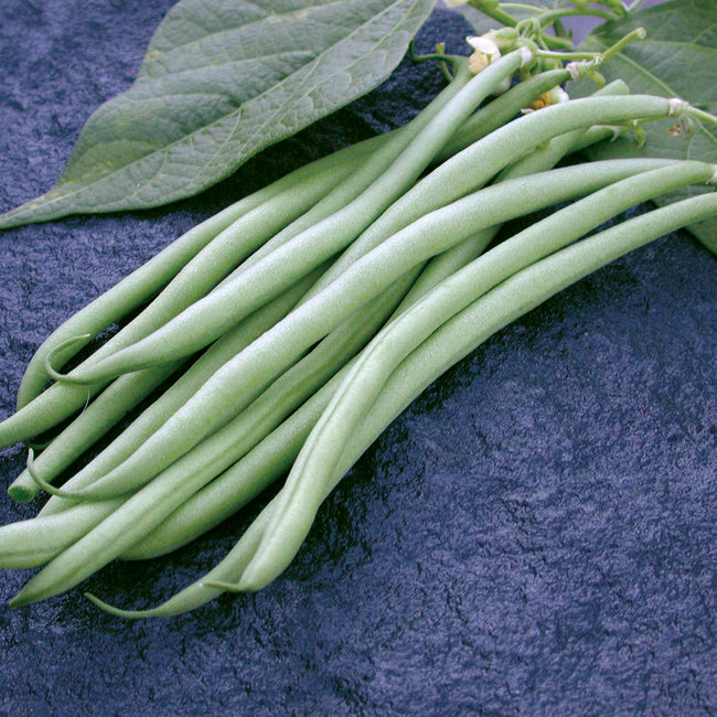 Close-up of Maxibel bean pods showing straight, slender dark green filet beans on a dark slate background