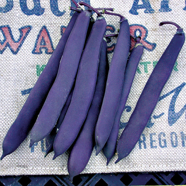 Close-up of Romano Purpiat bean pods showcasing glossy purple pods on a white background