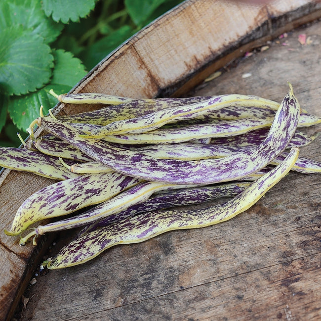 Close-up of Dragon Tongue bush bean pods and seeds showing pale yellow pods with purple stripes and brown-mottled seeds on soil background