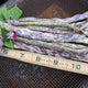 Close-up of Dragon Tongue bush bean pods showing cream-yellow pods with purple streaks on a wooden ruler with inch markings