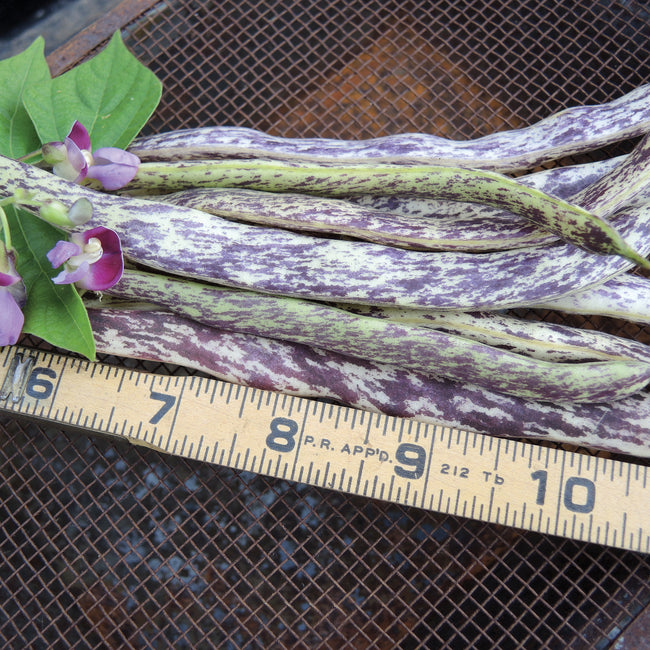 Close-up of Dragon Tongue bush bean pods showing cream-yellow pods with purple streaks on a wooden ruler with inch markings
