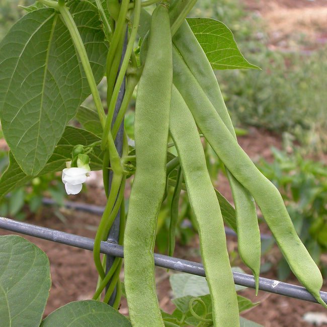 Close-up of Musica Romano pole bean showing long flat bright green 7–8 inch pods on vine with leaves and garden trellis background