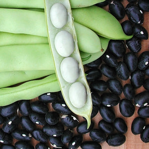 Close-up of Black Coco beans showcasing glossy black dry seeds and an open green pod with pale seeds on a wooden background