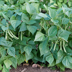 Close-up of Desperado green bean plants showing medium-length straight green pods and glossy leaves in garden soil