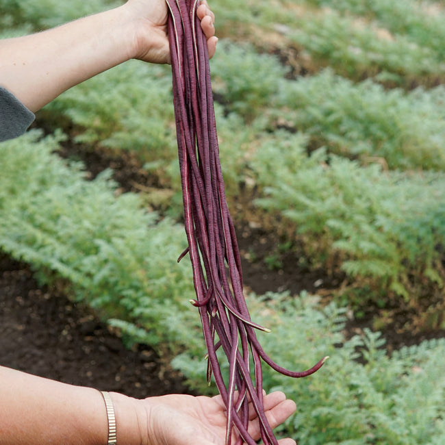 Close-up of Red Noodle yard-long bean pod held in hand showing garnet-red color and long slender shape against blurred garden background
