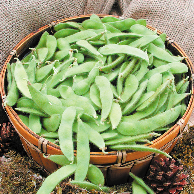 Top-down view of Sayamusume edamame pods in a basket showing plump, fuzzy light-green pods on a burlap background